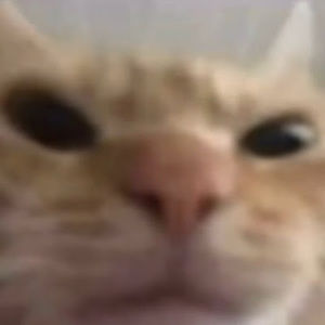 Meet your Posher, Lia